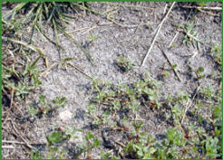 A good pasture management plan includes the use of fertilizer when needed and judicious use of herbicides.
